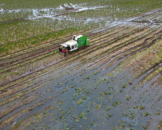 Biodiversity Collapse Threatens UK Security